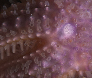 starfish madreporite and papillae by Chris Krambeck 